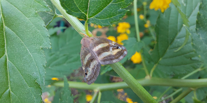 Rize'de 2 yıldır gözükmüyordu! Yeniden ortaya çıktı