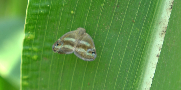 Rize'de 2 yıldır gözükmüyordu! Yeniden ortaya çıktı