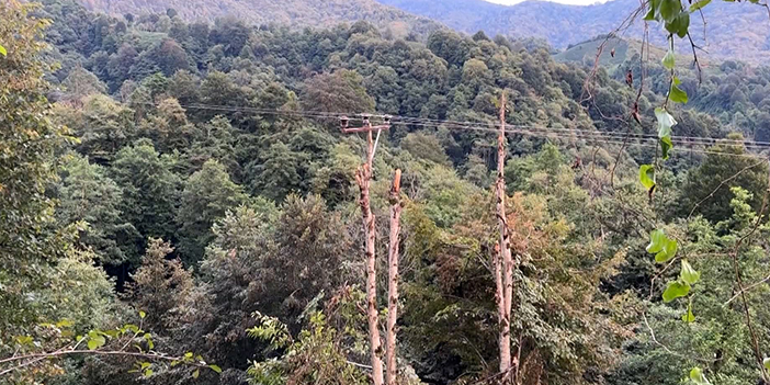 Rize’de kopan elektrik direğinin yerini ağaç aldı