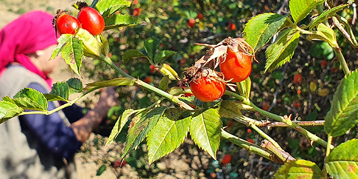 Bayburt'ta kuşburnunun hasat dönemi yaklaştı