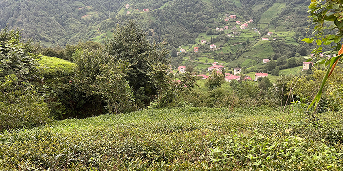 Trabzon'da yaş çay üretimi yarıya düştü!