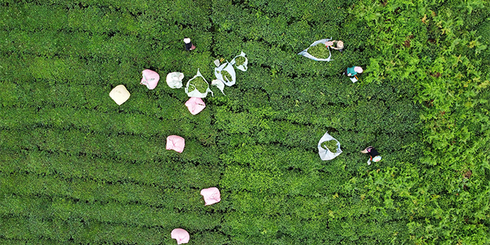 Trabzon'da yaş çay üretimi yarıya düştü!