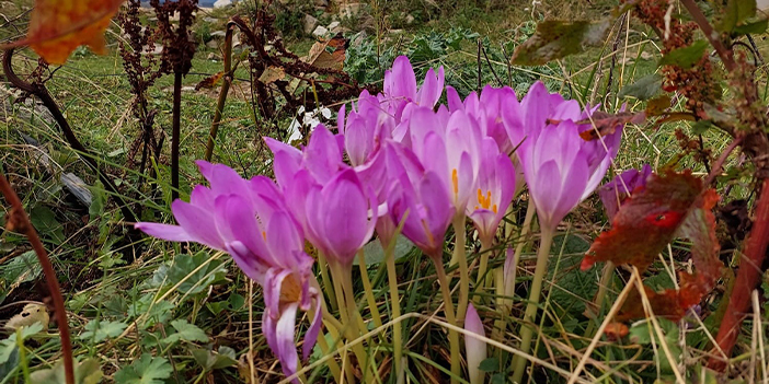 Kışın habercisi Vargit Çiçekleri kendini gösterdi