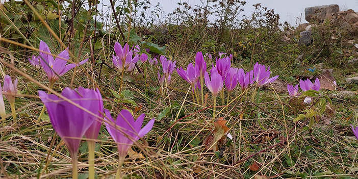 Kışın habercisi Vargit Çiçekleri kendini gösterdi