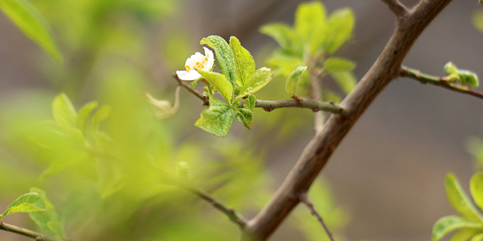 Gümüşhane’de Eylül ayının ortasında erik ağacı çiçek açtı