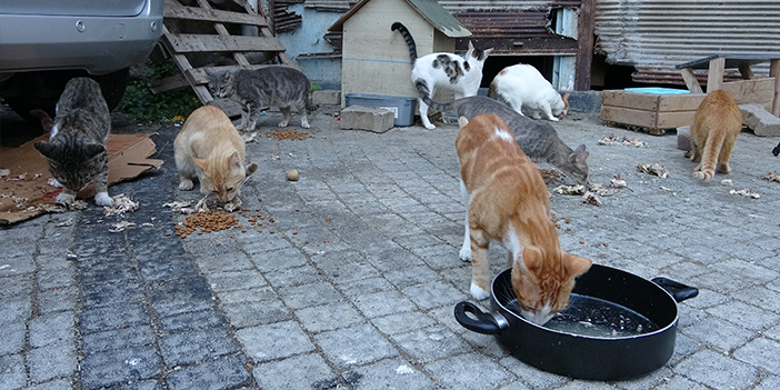 Ordu'da bir kadın 19 yıldır sokak kedilerine annelik yapıyor