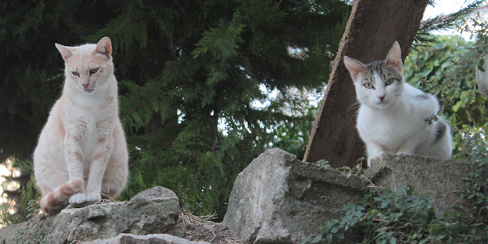 Ordu'da bir kadın 19 yıldır sokak kedilerine annelik yapıyor
