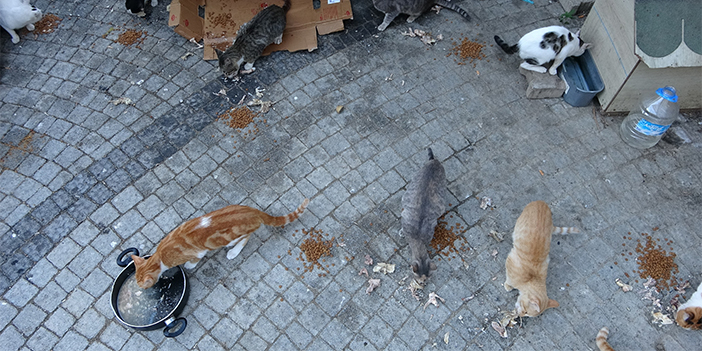 Ordu'da bir kadın 19 yıldır sokak kedilerine annelik yapıyor