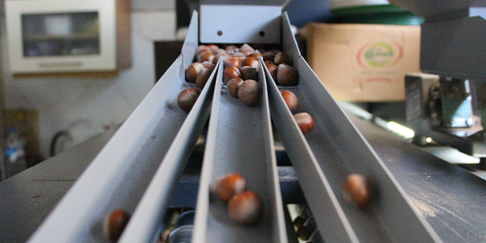 Trabzon'da fındık hasadı tamamlandı! Sıra kavrulmasında 