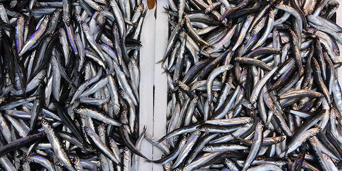 Trabzon'da hamsi sezonu erken başladı! Henüz ihracatı yapılmadı