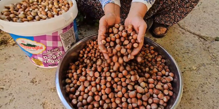 Trabzon'dan götürdüğü fidan ile fındık üretimine başladı