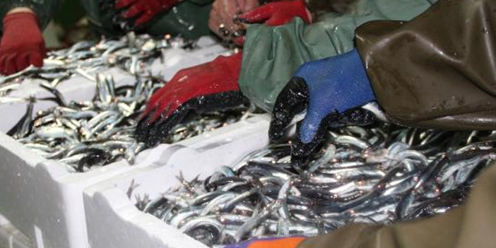 KTÜ'lü profesörden flaş hamsi önerisi! "Tamamen durdurulmalı"