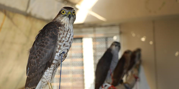 Rize'de şehir merkezine inen atmaca mağazaya girdi