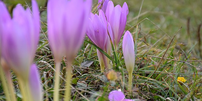 Trabzon'un yaylalarını süslediler! İşte kışın habercisi 'vargit' çiçekleri