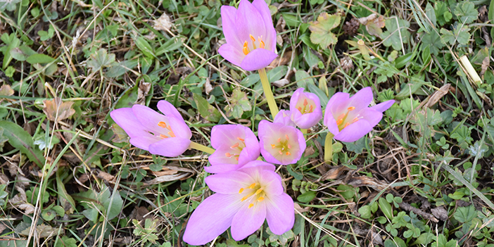 Trabzon'un yaylalarını süslediler! İşte kışın habercisi 'vargit' çiçekleri