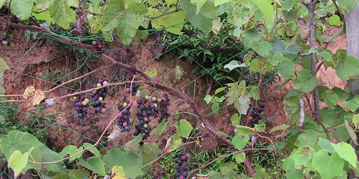 Artvin'de kahverengi kokarca böceği istilası