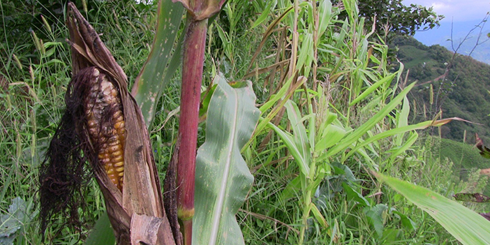 Artvin'de kahverengi kokarca böceği istilası