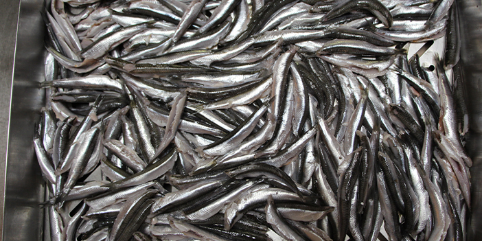 Balık nasıl pişirilir? Balık pişirmenin püf noktaları