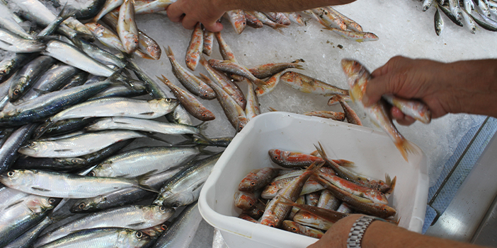 Ordu'da balıkçılar hamsiden umutlu! 