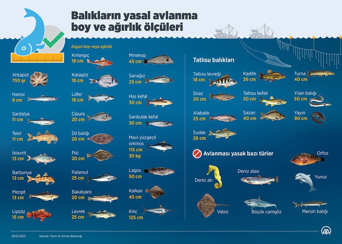 balik-turleri-yasal-avlanma-boylari.jpg