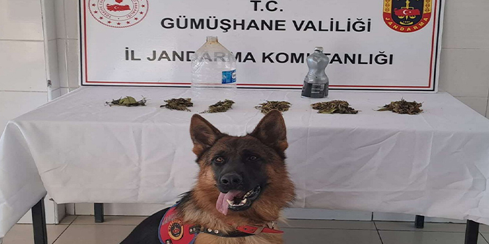 Gümüşhane'de jandarmandan uyuşturucu operasyonu! 2 gözaltı