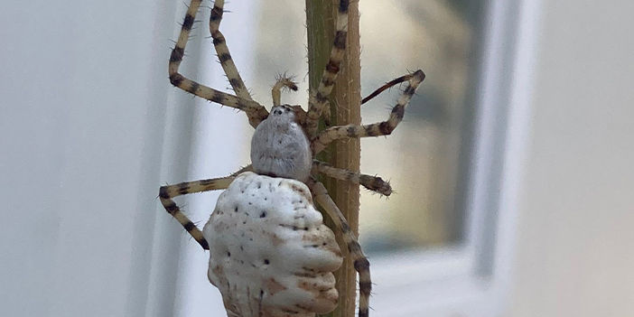 O örümcekle ilgili uzmanlardan açıklama! "Güçlü zehirleriyle.."