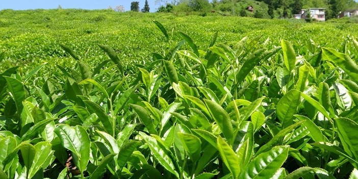 Rize'de çay üreticilerinden çayda budama işlemine tepki