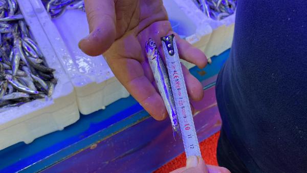 Karadeniz’de aşırı avcılık tehlikesi! Hamsi boyu küçüldü