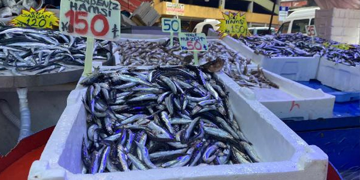 Karadeniz’de aşırı avcılık tehlikesi! Hamsi boyu küçüldü