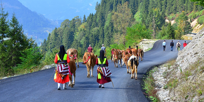 Doğu Karadeniz'de yayladan dönüş başladı