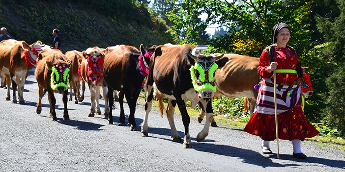 Doğu Karadeniz'de yayladan dönüş başladı
