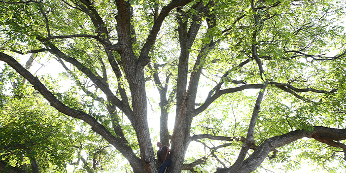 Giresun'un tescilli Şebin cevizinde hasat başladı