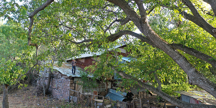 Giresun'un tescilli Şebin cevizinde hasat başladı