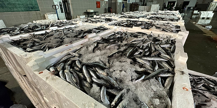 Samsun'da kasalar dolusu hamsi kapış kapış satıldı