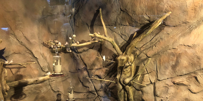 Trabzon bir ilke daha imza attı! Kuş Parkı hizmete açıldı