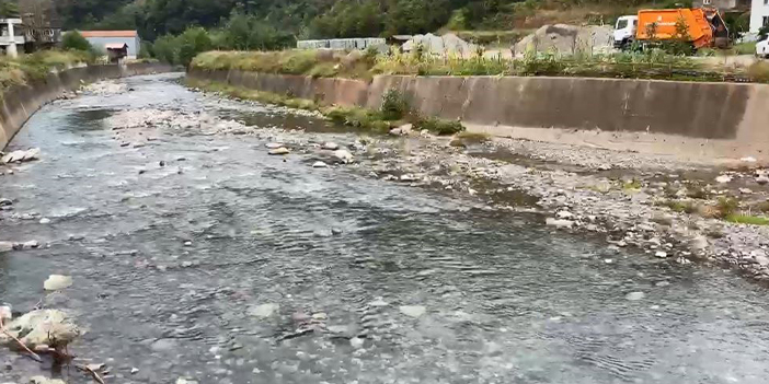 Artvin'de derede mahsur kalan köpek için kurtarma operasyonu! 