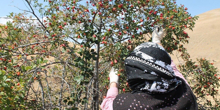 Bayburt'ta kuşburnunun zorlu mesaisi 