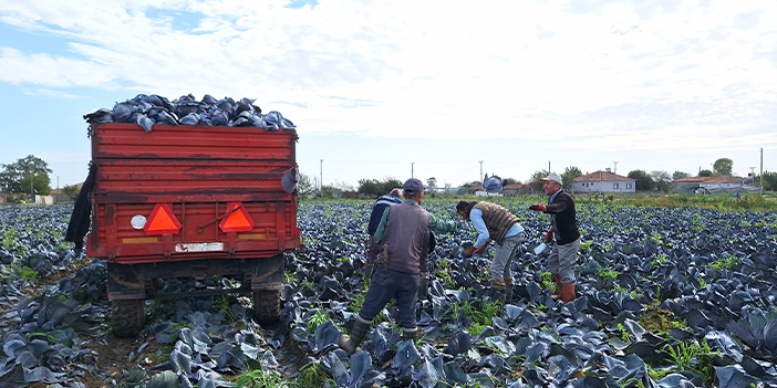 Samsun'da karalahanada yüksek rekolte beklentisi! 