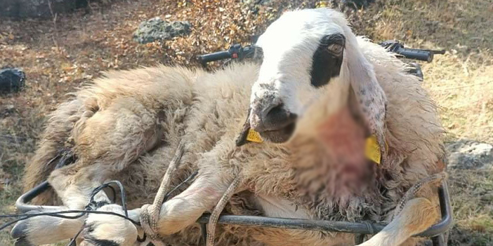 Bayburt'ta kurtlar 50 koyunu telef etti