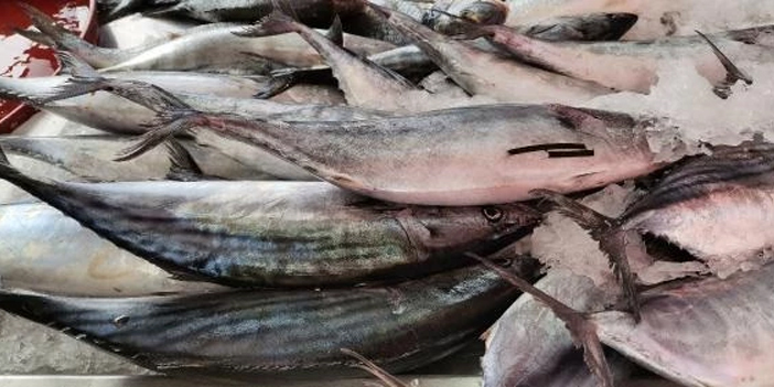 Ordu'da balıkçılar umduğunu bulamadı! 15 yıldır böylesi ilk