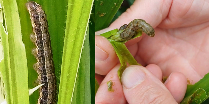 Kahverengi kokarcanın ardından bu kez de güz tırtılı istilası! 