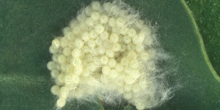 Kahverengi kokarcanın ardından bu kez de güz tırtılı istilası! 