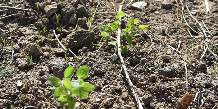 Samsun'da kadın çiftçilere destek