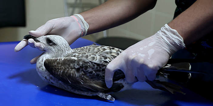 Samsun'daki hayvan hastanesinde bu yıl 350 yaban hayvanı tedavi edildi