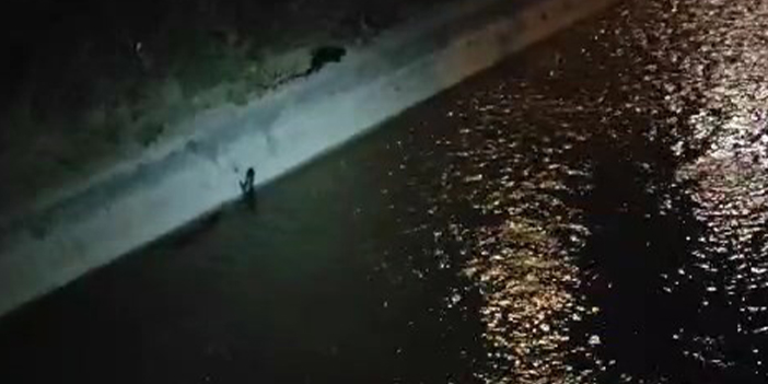 Gümüşhane'de su samurlarının keyifli anları kamerada!