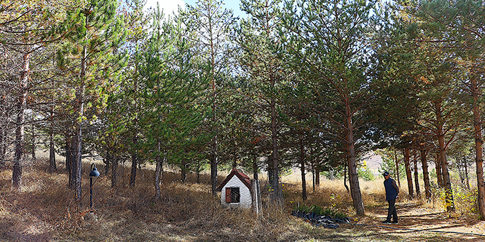 Bayburt'ta çorak araziyi ormana dönüştürdü 