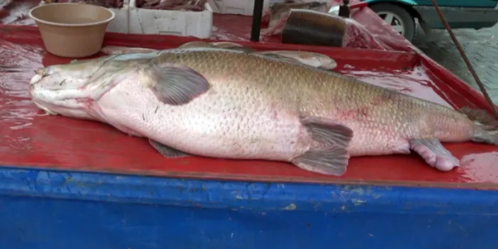 Oltasına takılanı görünce gözlerine inanamadı! Tam 110 kilo 