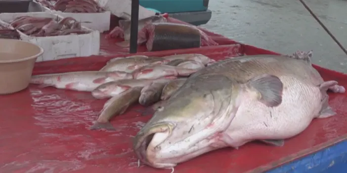 Oltasına takılanı görünce gözlerine inanamadı! Tam 110 kilo 