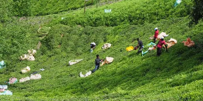 Çayda bilinçsiz gübreleme tehlikesi! "Kalitesiz çay içiyoruz"