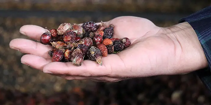 Gümüşhane'de Kuşburnu Nektarına coğrafi işaret